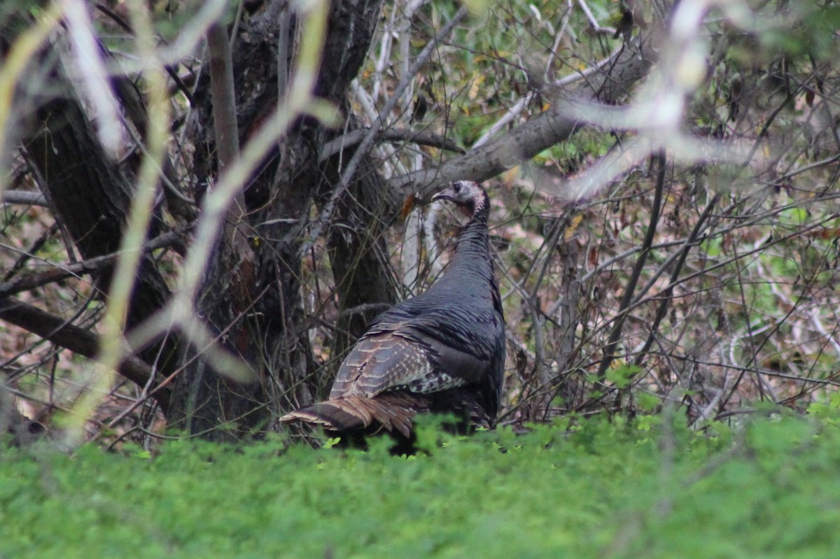 Wild Turkey - ML647538912