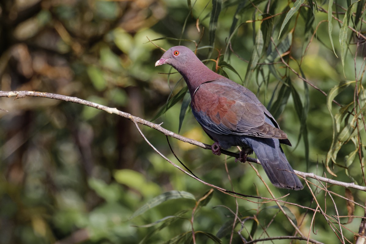 Rotschnabeltaube - ML647538913