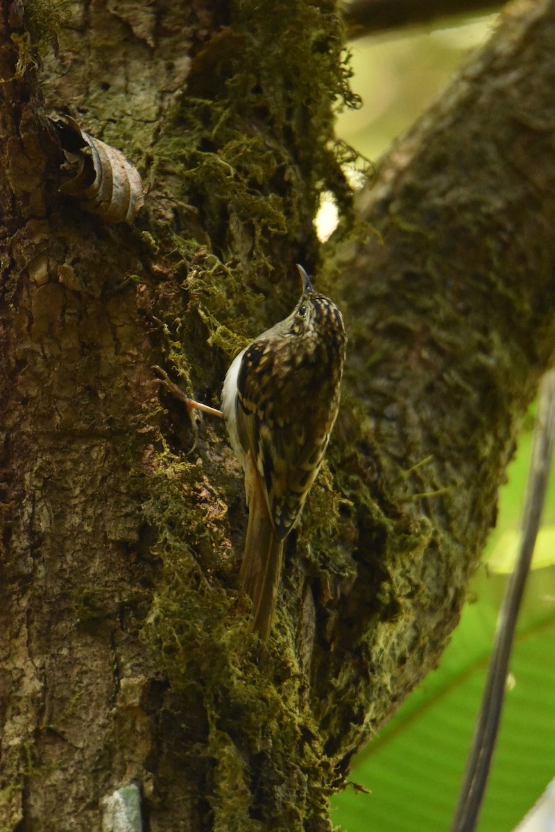 Hume's Treecreeper - ML647538916