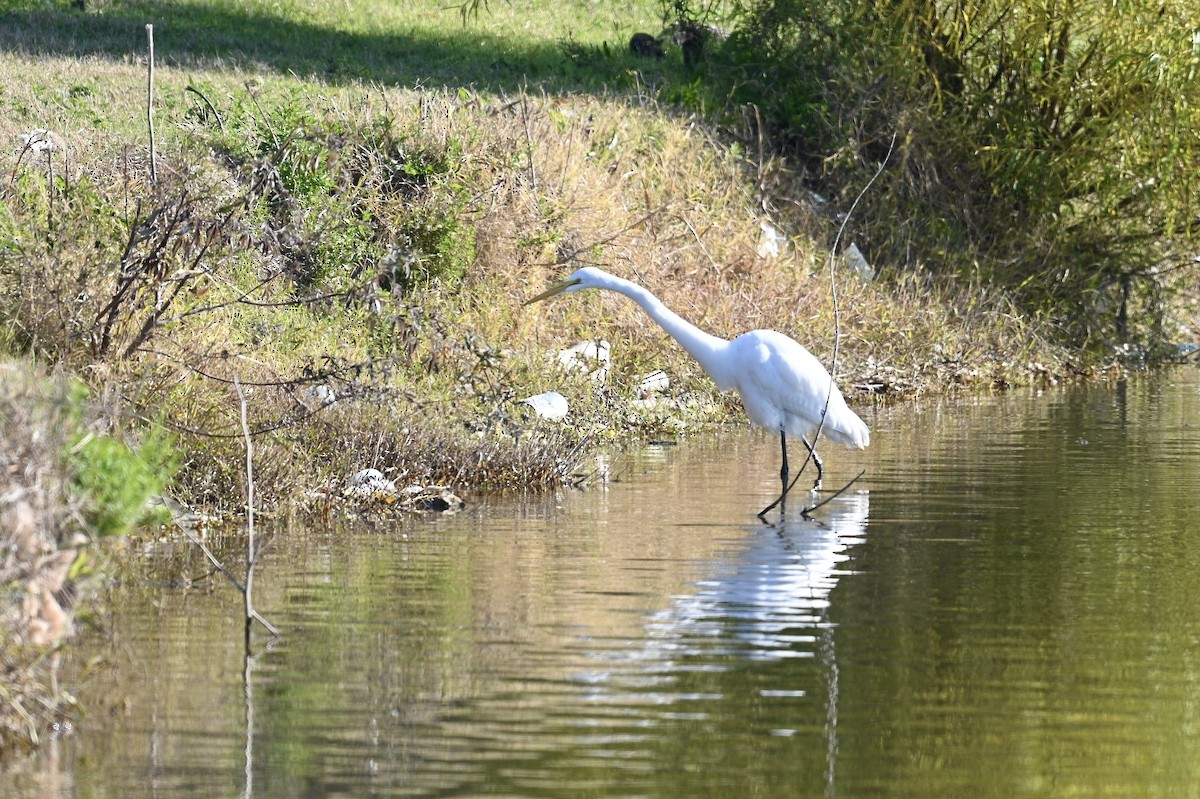 Great Egret - ML647538918