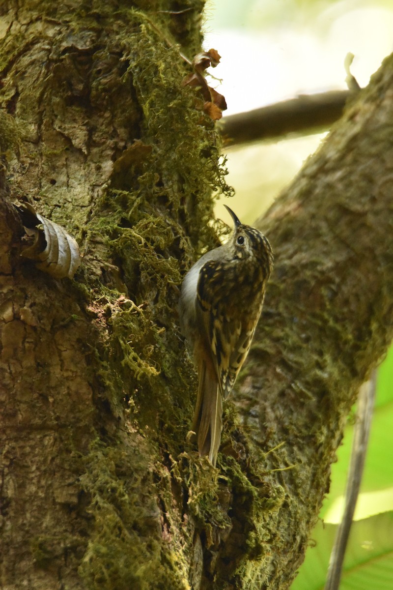Hume's Treecreeper - ML647538926