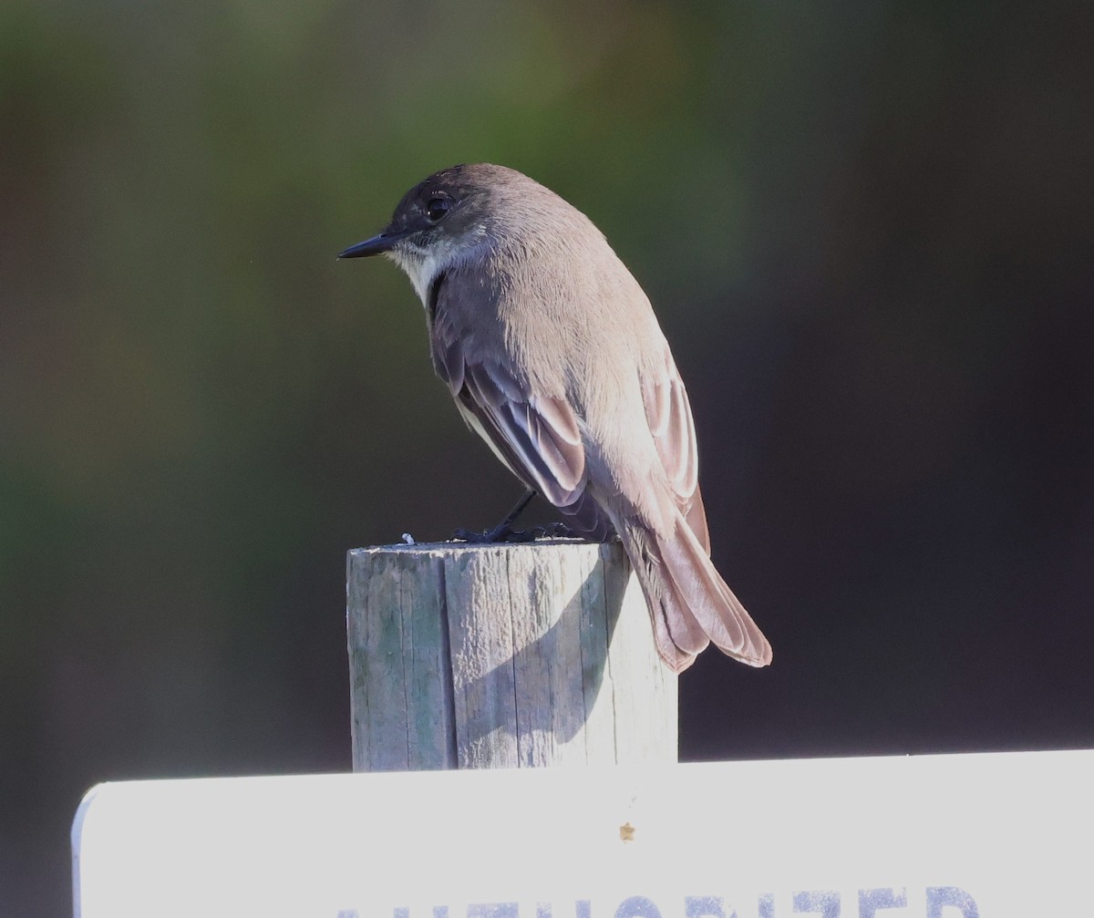 Eastern Phoebe - ML647538928