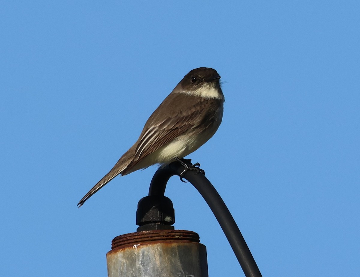 Eastern Phoebe - ML647538929