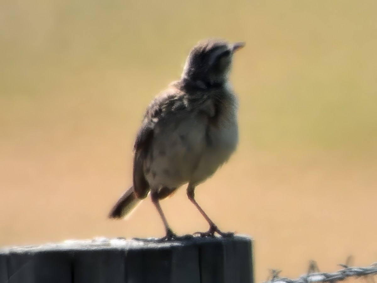 Australian Pipit - ML647538930