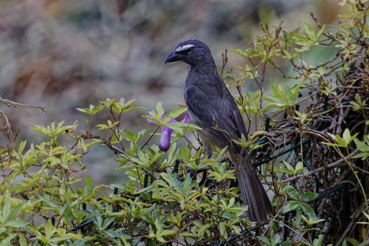 Cinnamon-bellied Saltator - ML647538931