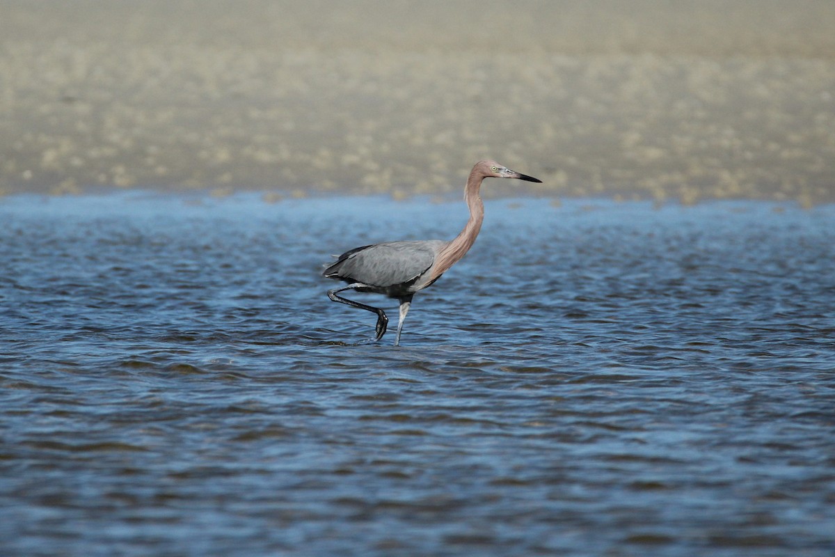 Reddish Egret - ML647538934