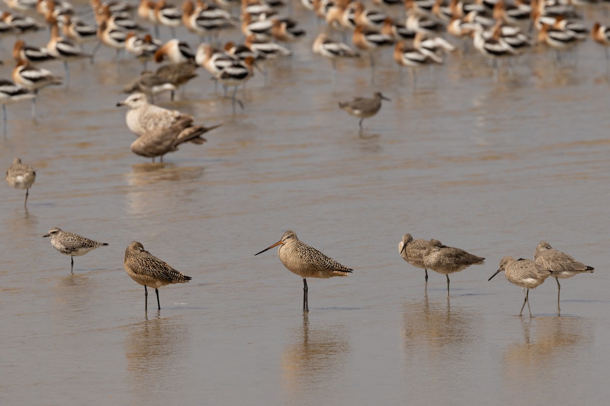 Marbled Godwit - ML647538935