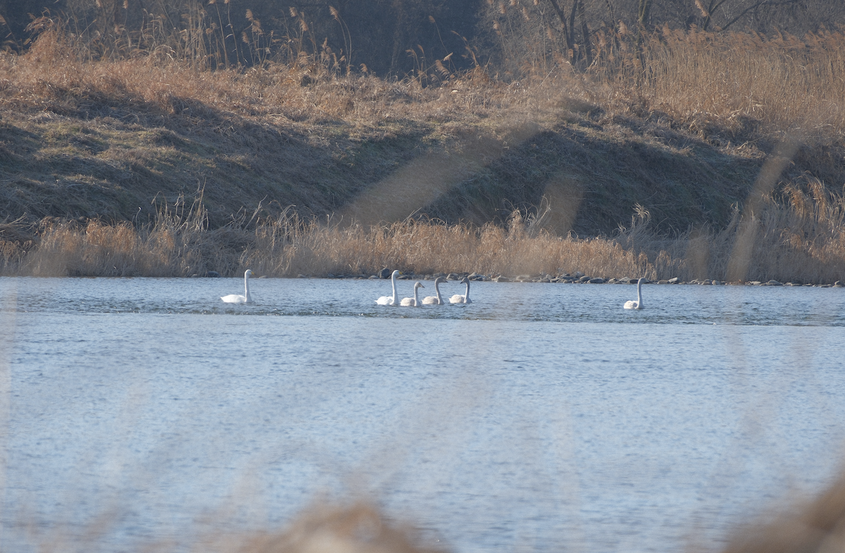 黃嘴天鵝 - ML647538938