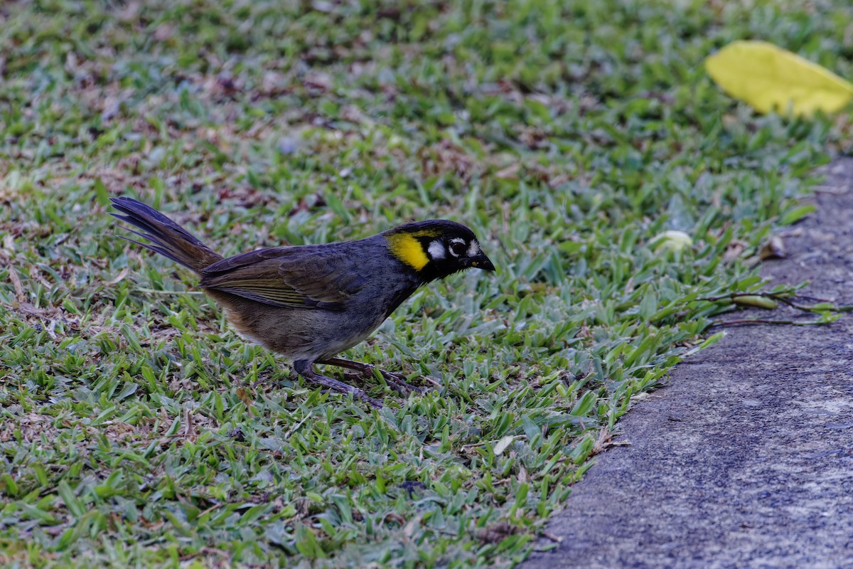 White-eared Ground-Sparrow - ML647538939