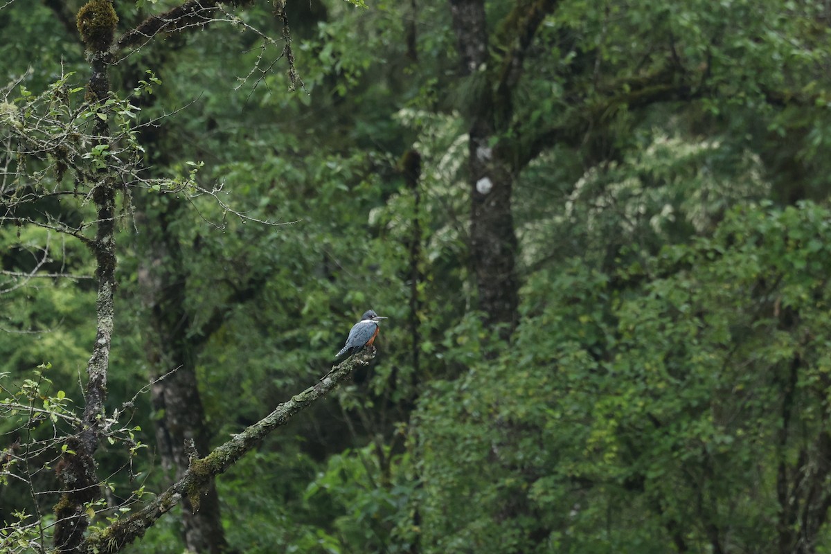 Ringed Kingfisher - ML647538942