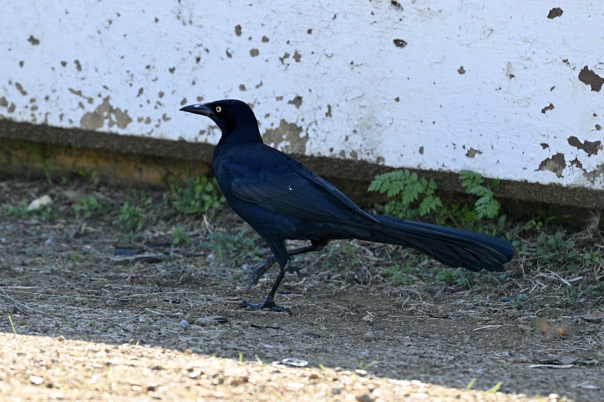 Great-tailed Grackle - ML647538943