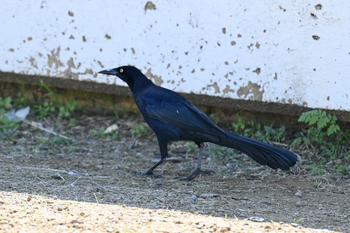 Great-tailed Grackle - ML647538944