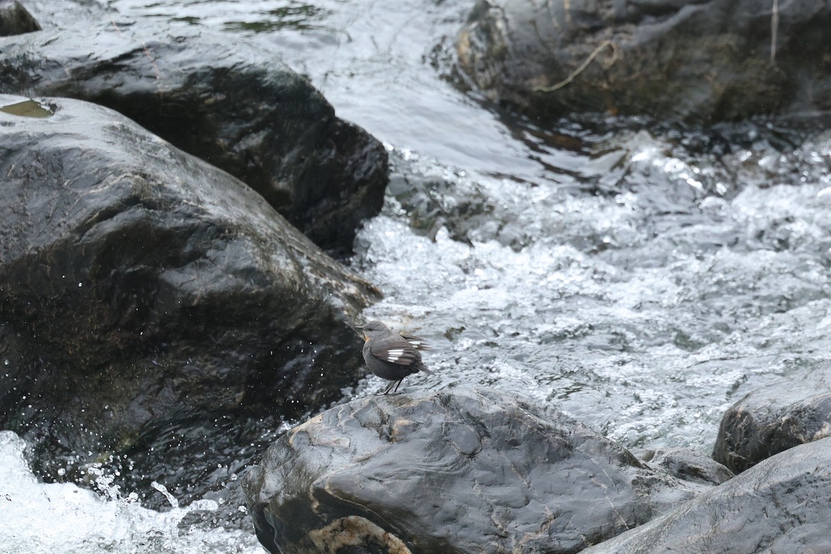 Rufous-throated Dipper - ML647538945