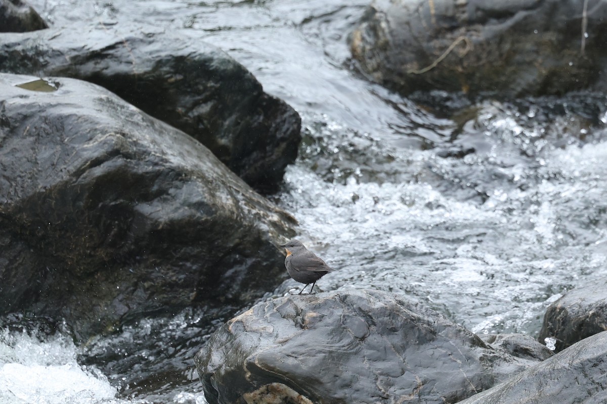 Rufous-throated Dipper - ML647538946