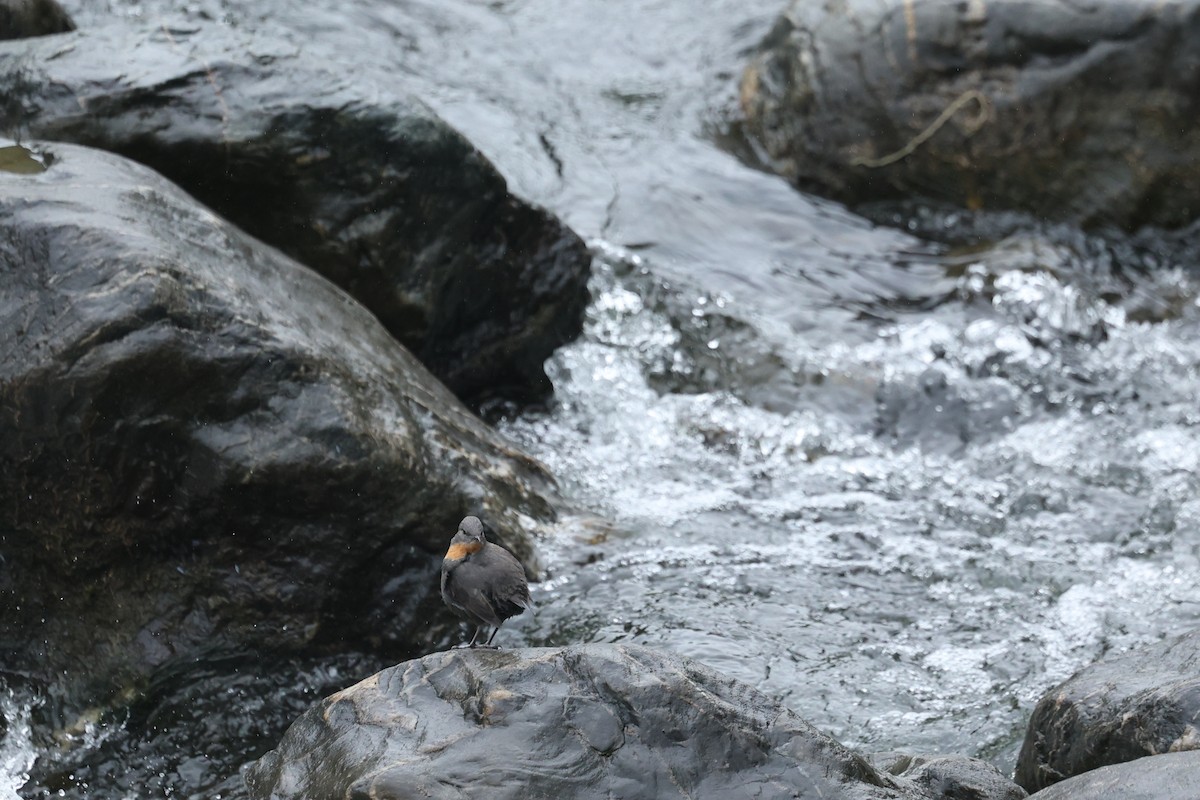 Rufous-throated Dipper - ML647538947