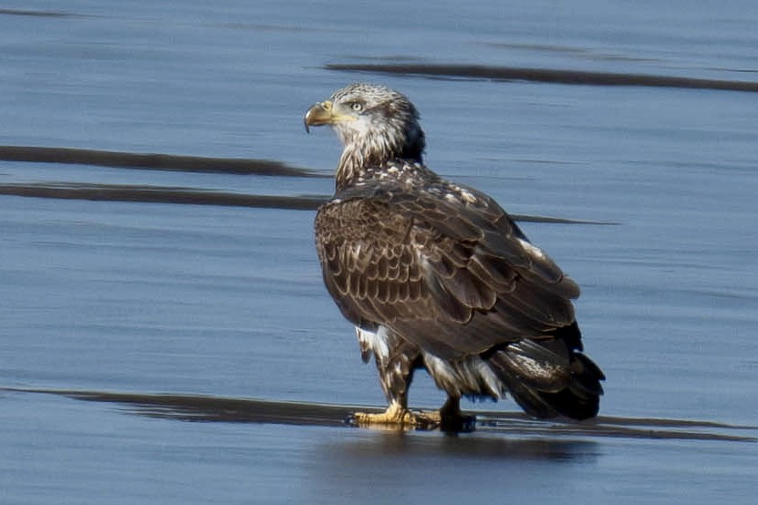 Bald Eagle - ML647538948