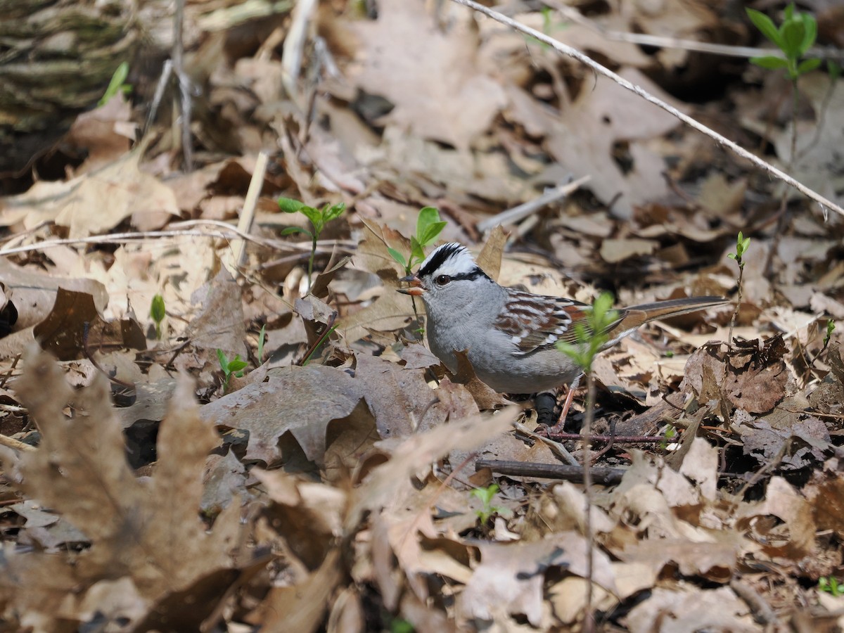 White-crowned Sparrow - ML647538949
