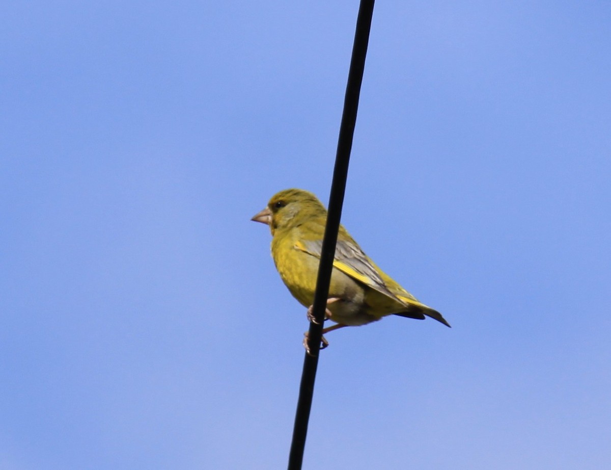 European Greenfinch - ML647538950