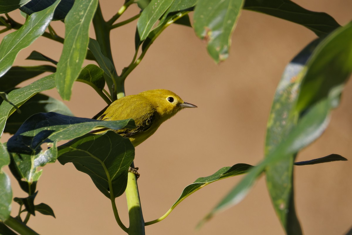 Northern Yellow Warbler - ML647538951