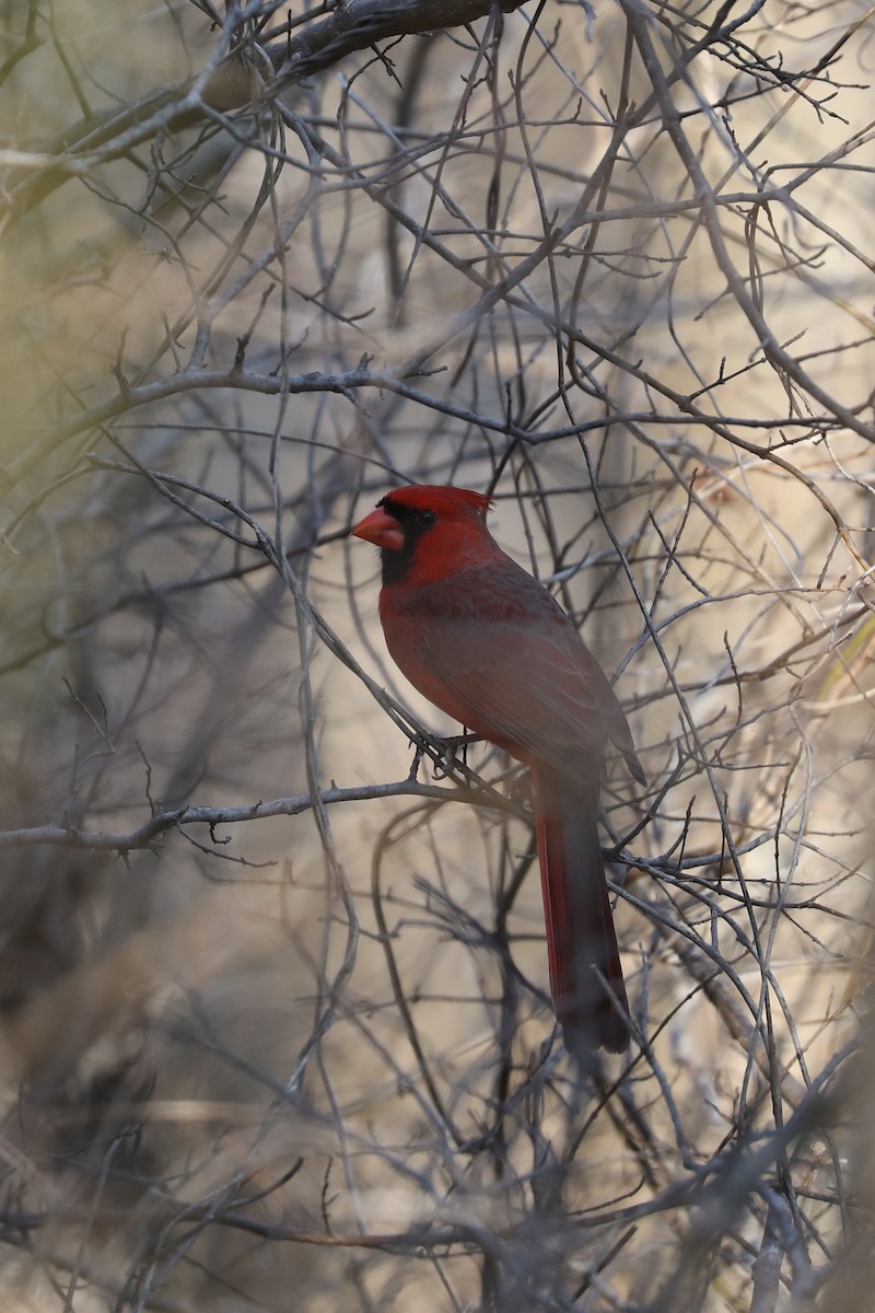 Northern Cardinal - ML647538952