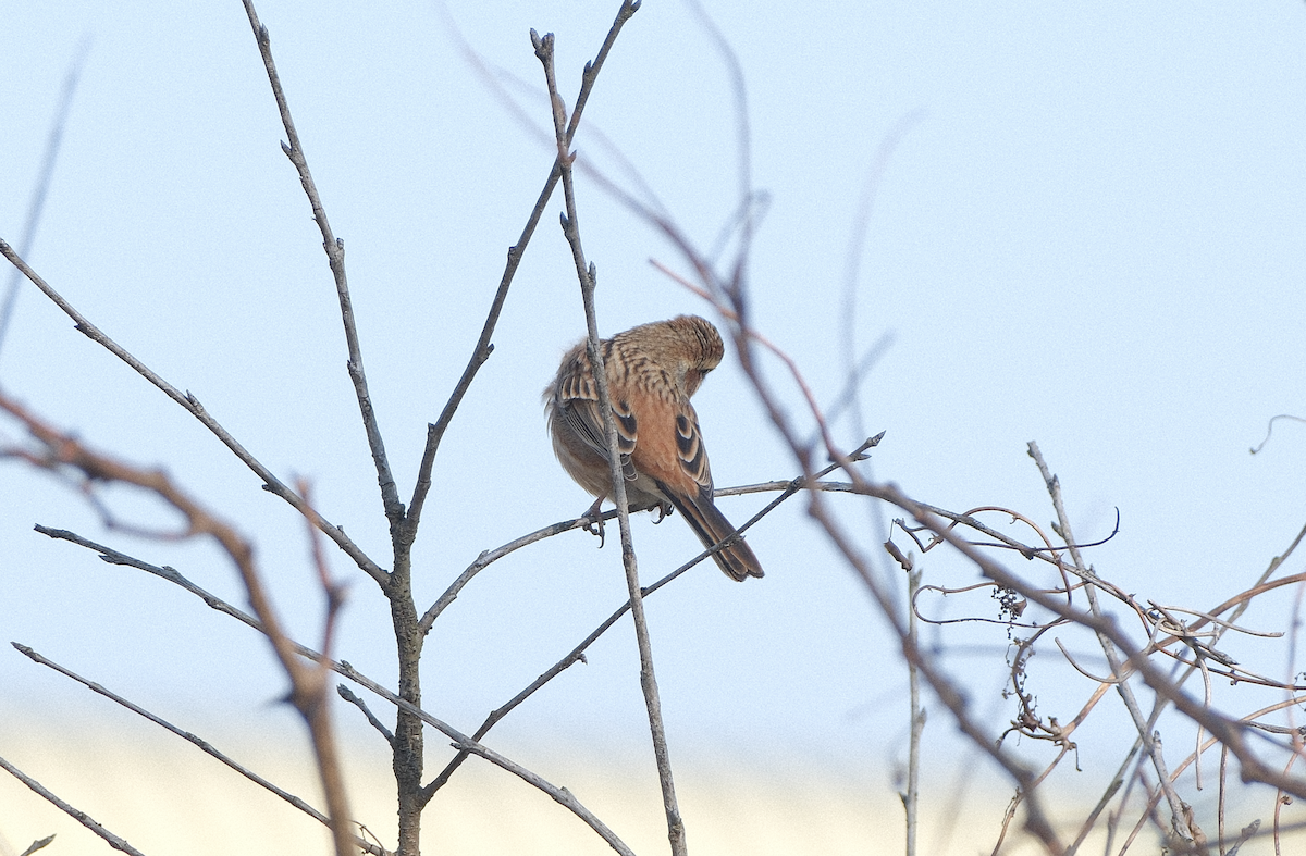 草鵐 - ML647538953