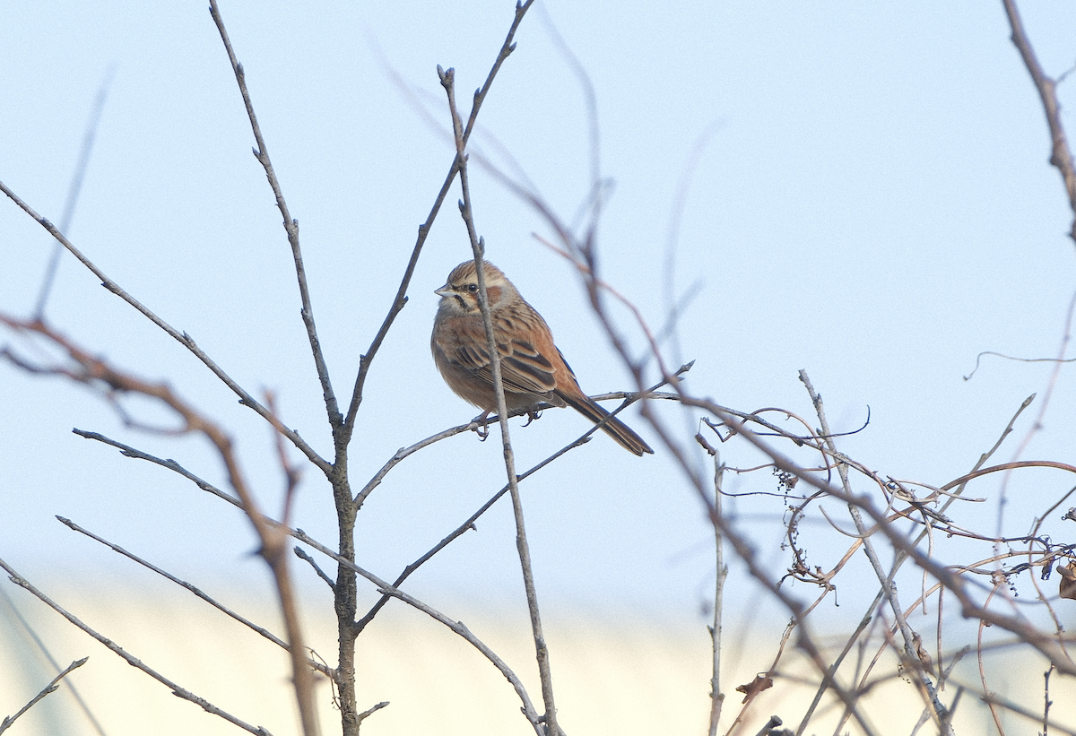 草鵐 - ML647538954