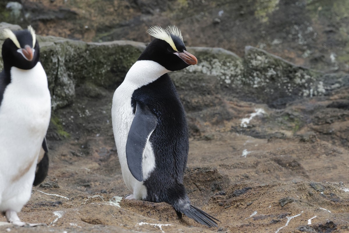 Erect-crested Penguin - ML647538955