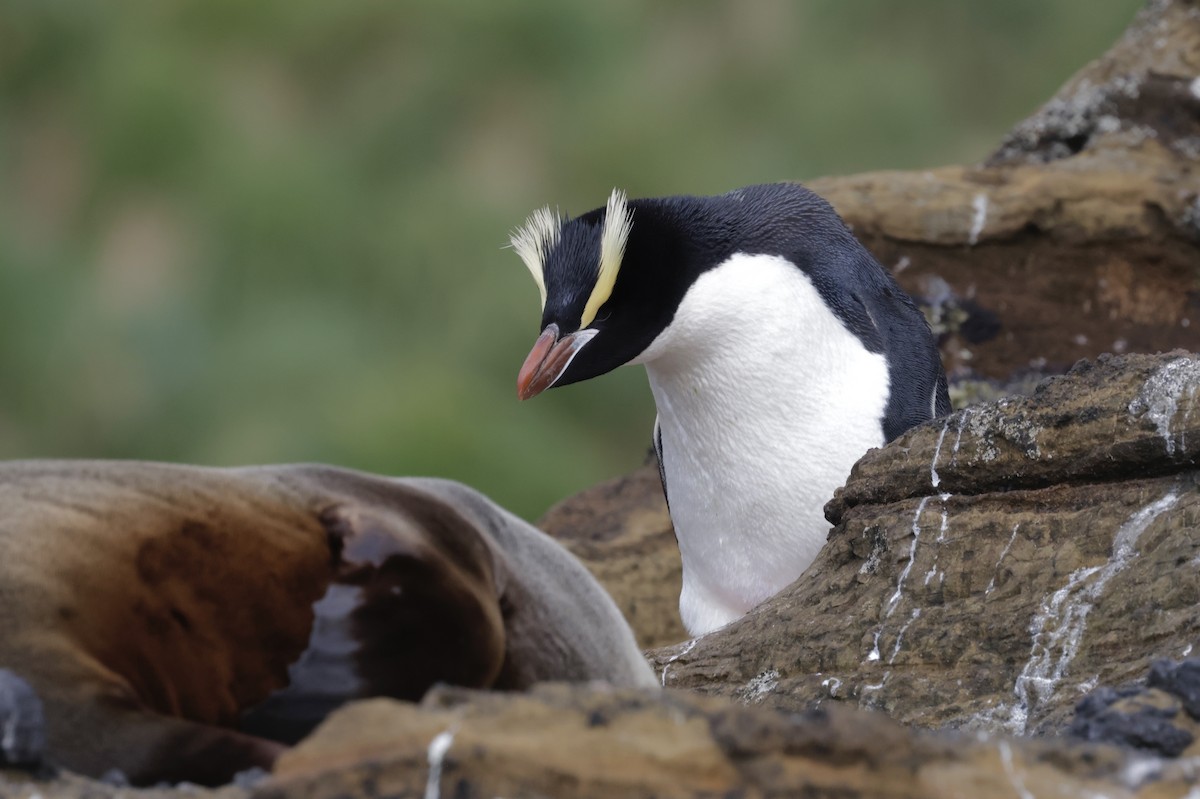 Erect-crested Penguin - ML647538956