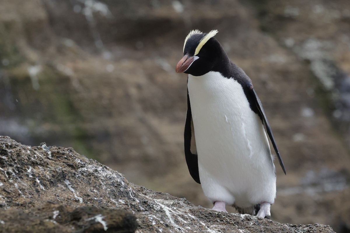 Erect-crested Penguin - ML647538957