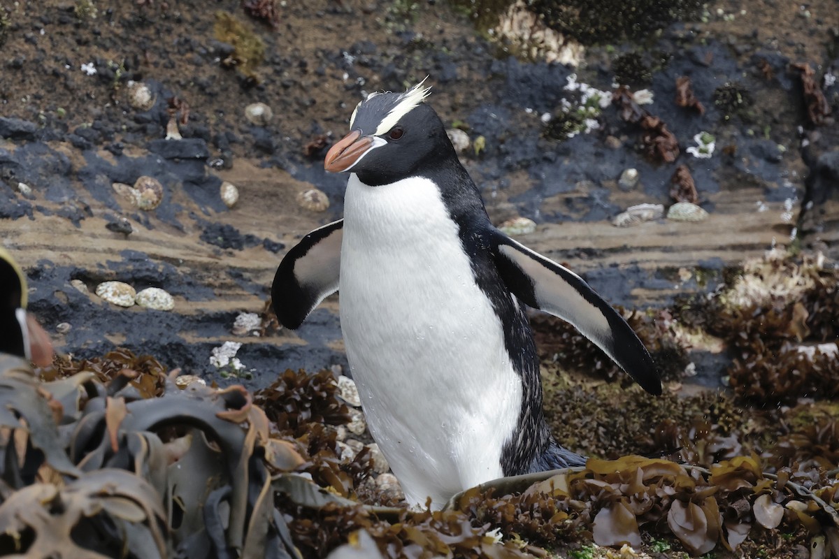 Erect-crested Penguin - ML647538958