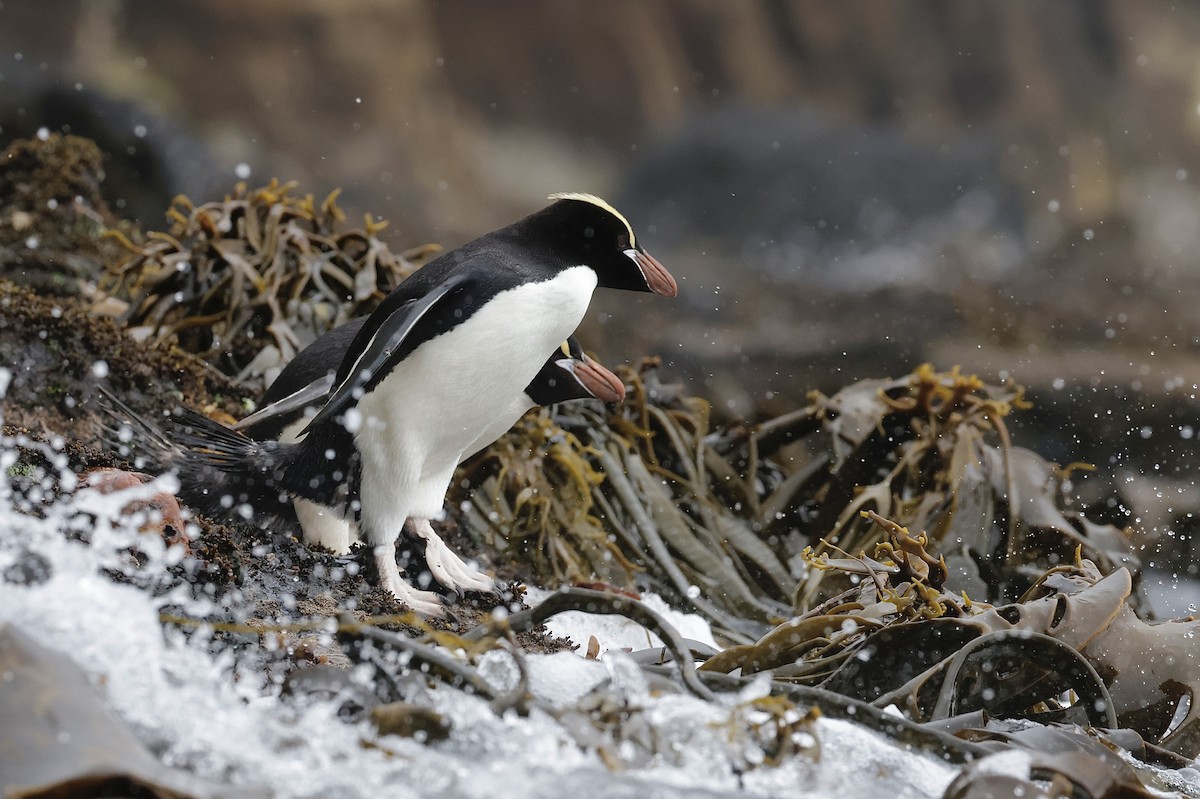 Erect-crested Penguin - ML647538959