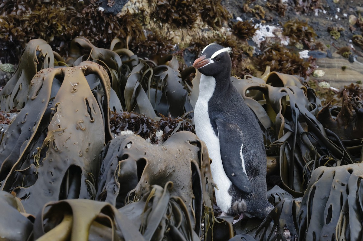 Erect-crested Penguin - ML647538960