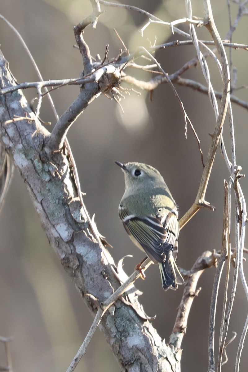 králíček americký - ML647538963