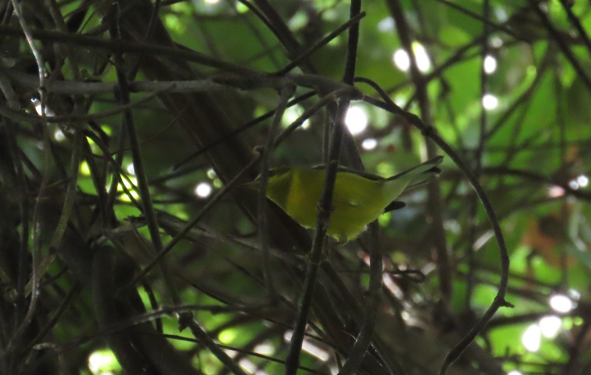 Lawrence's Warbler (hybrid) - ML647538968