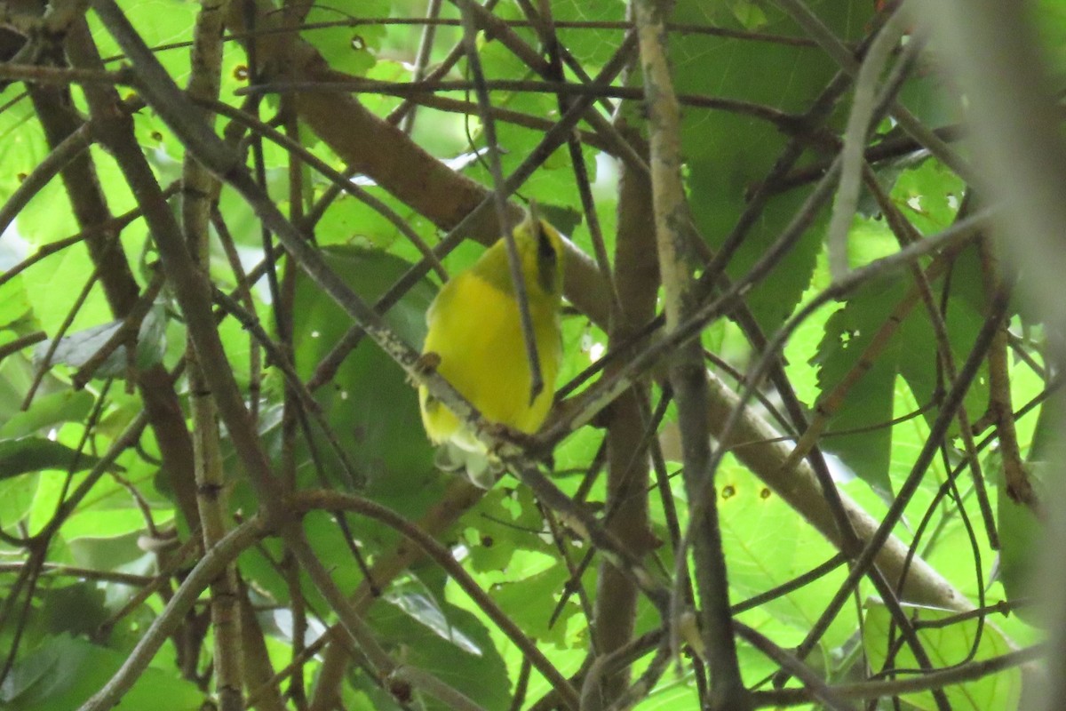 Lawrence's Warbler (hybrid) - ML647538969
