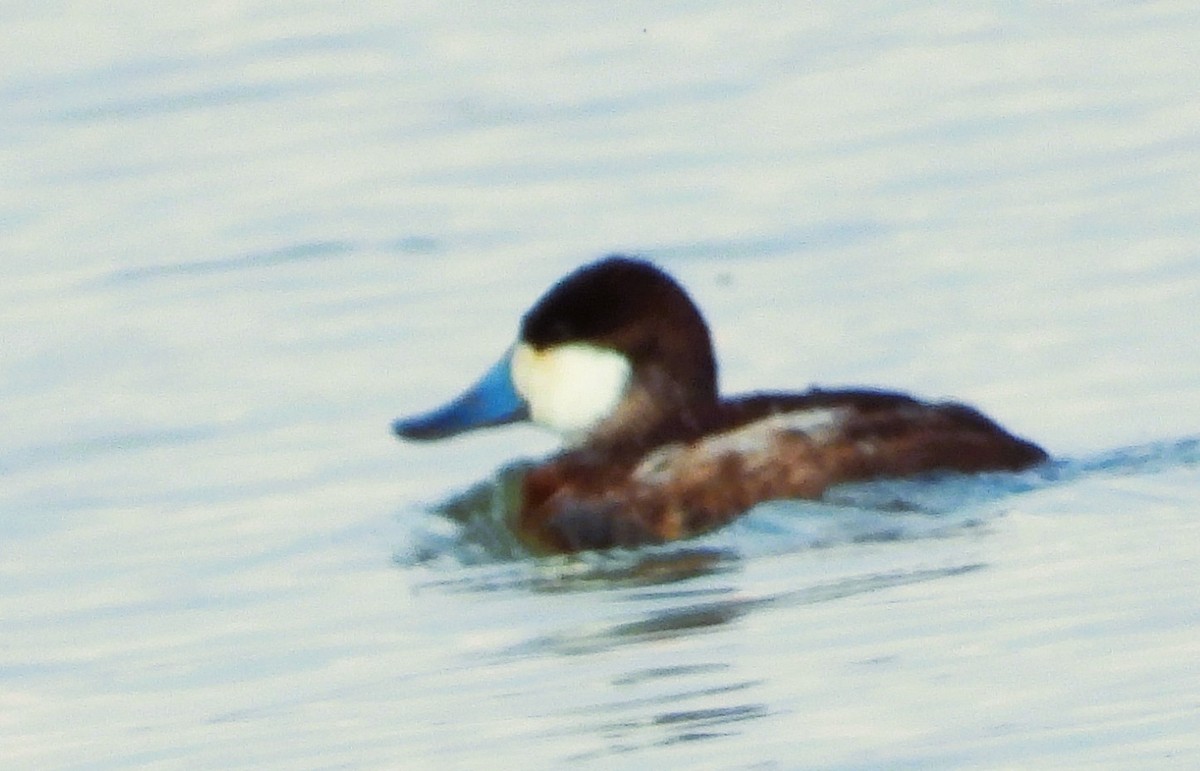 Amerika Dikkuyruğu - ML647539089