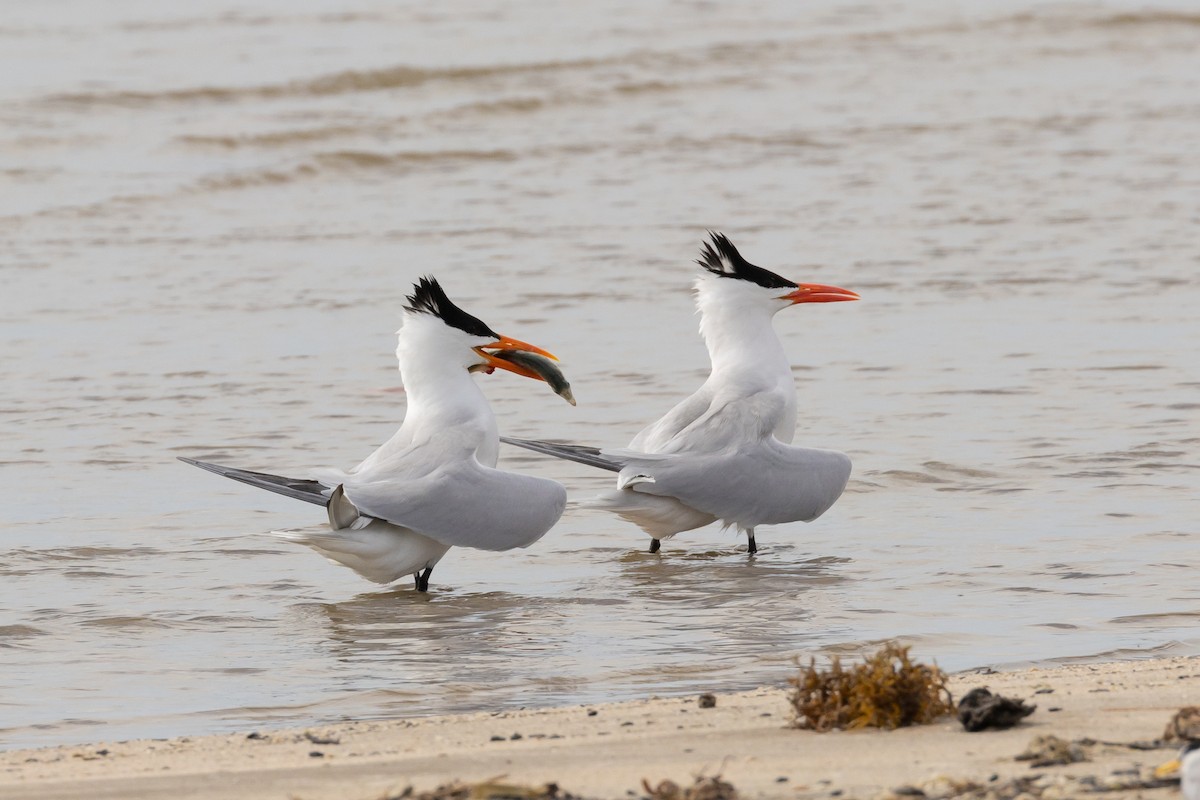 Txenada handi amerikarra - ML647539104