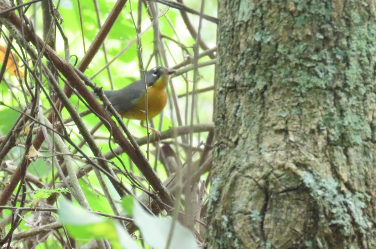 Fan-tailed Warbler - ML647539124