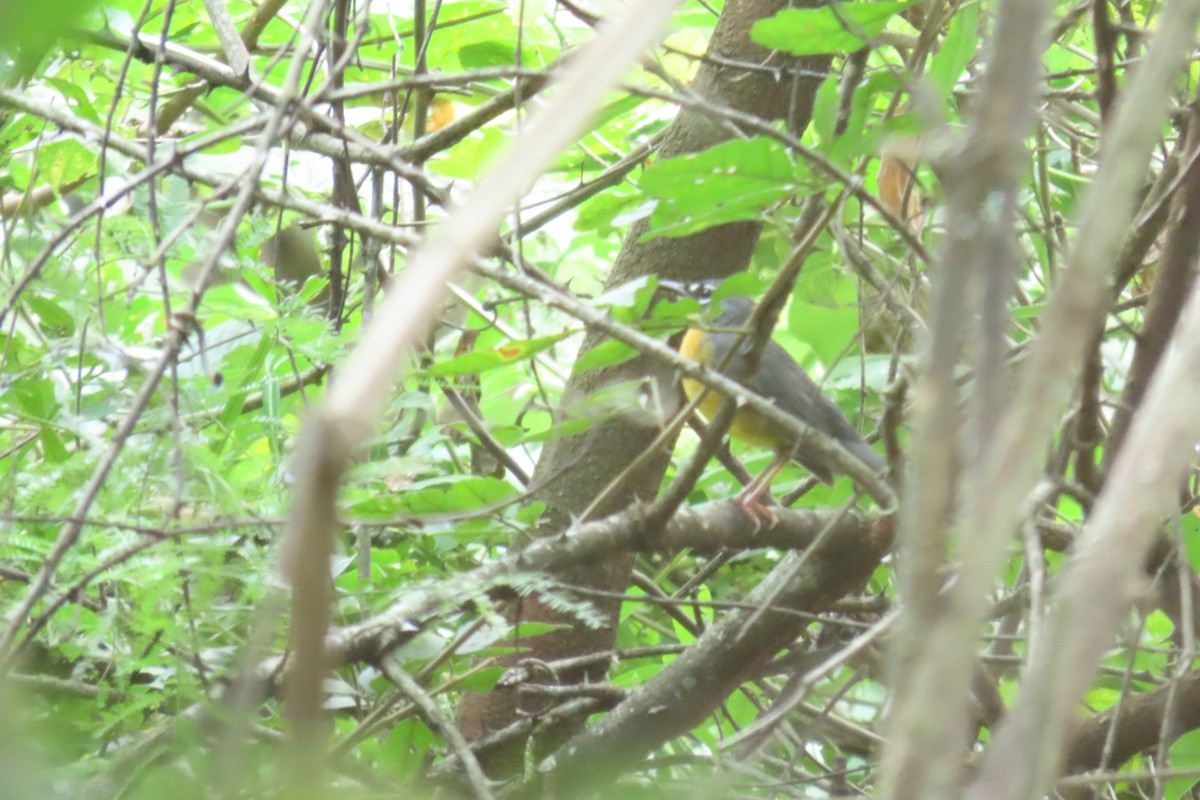 Fan-tailed Warbler - ML647539125