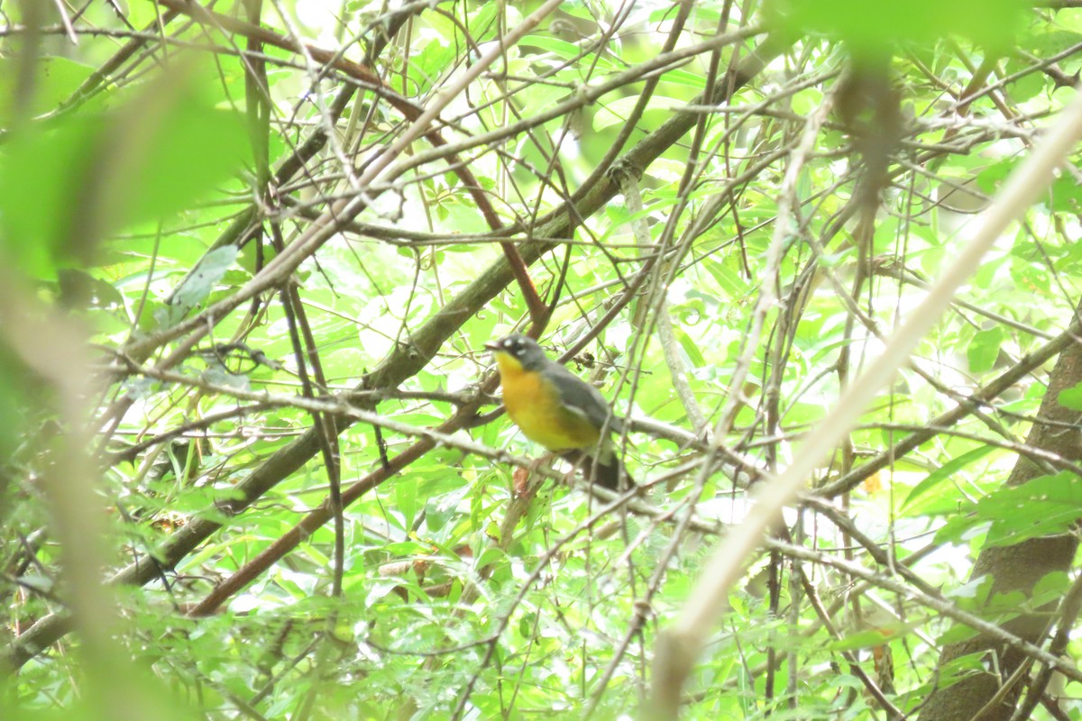 Fan-tailed Warbler - ML647539126