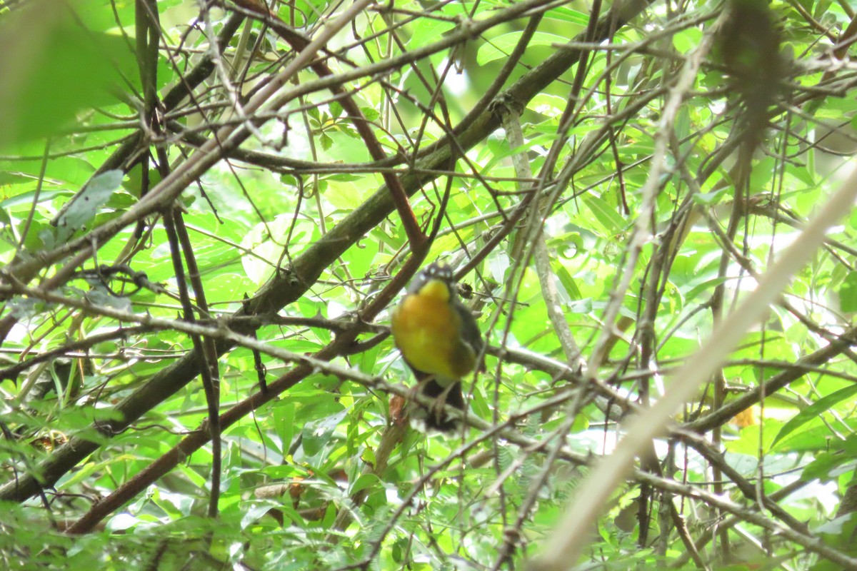 Fan-tailed Warbler - ML647539127