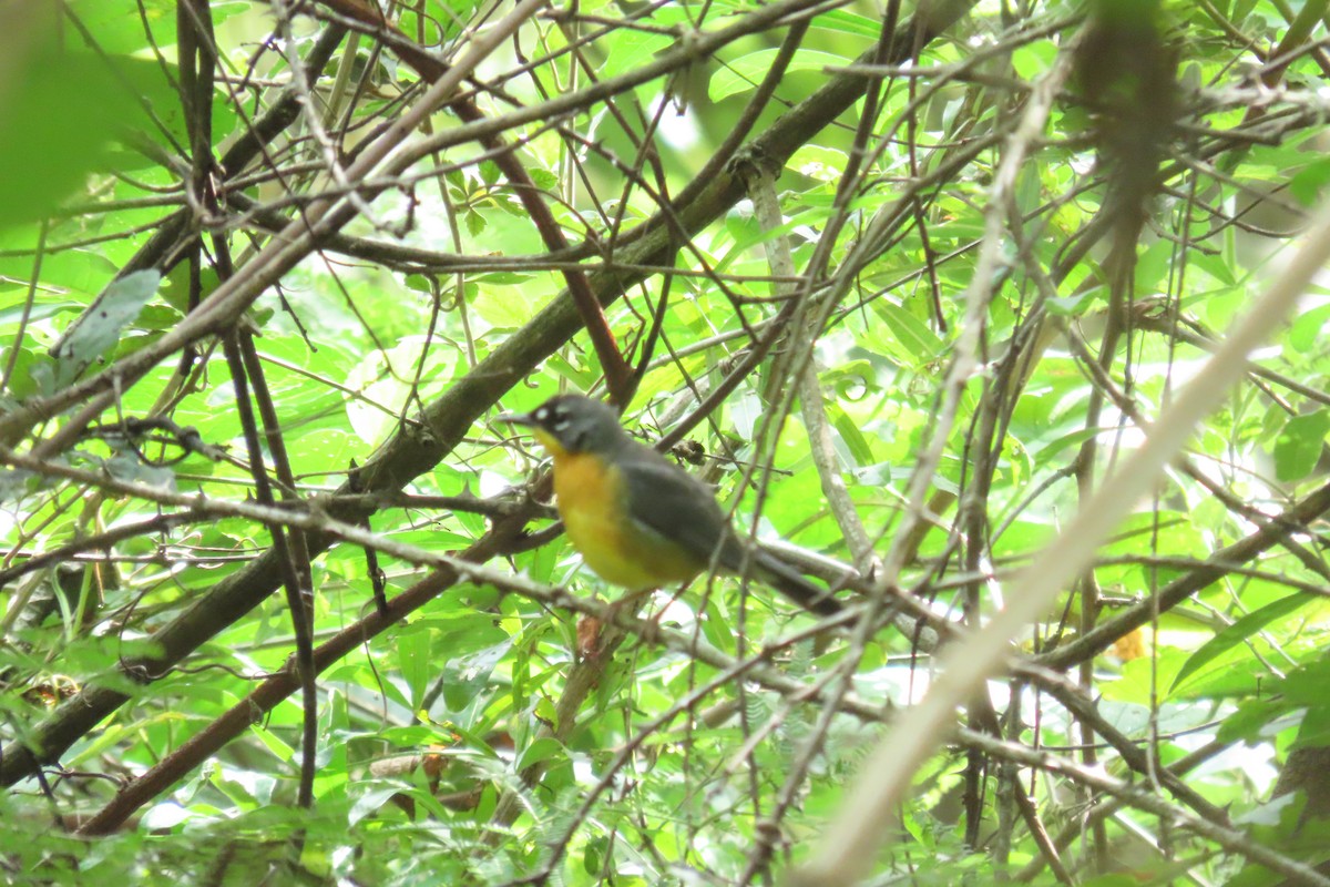 Fan-tailed Warbler - ML647539128