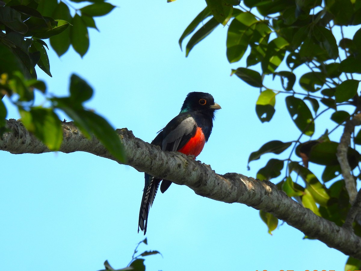 Blue-crowned Trogon - ML647539139