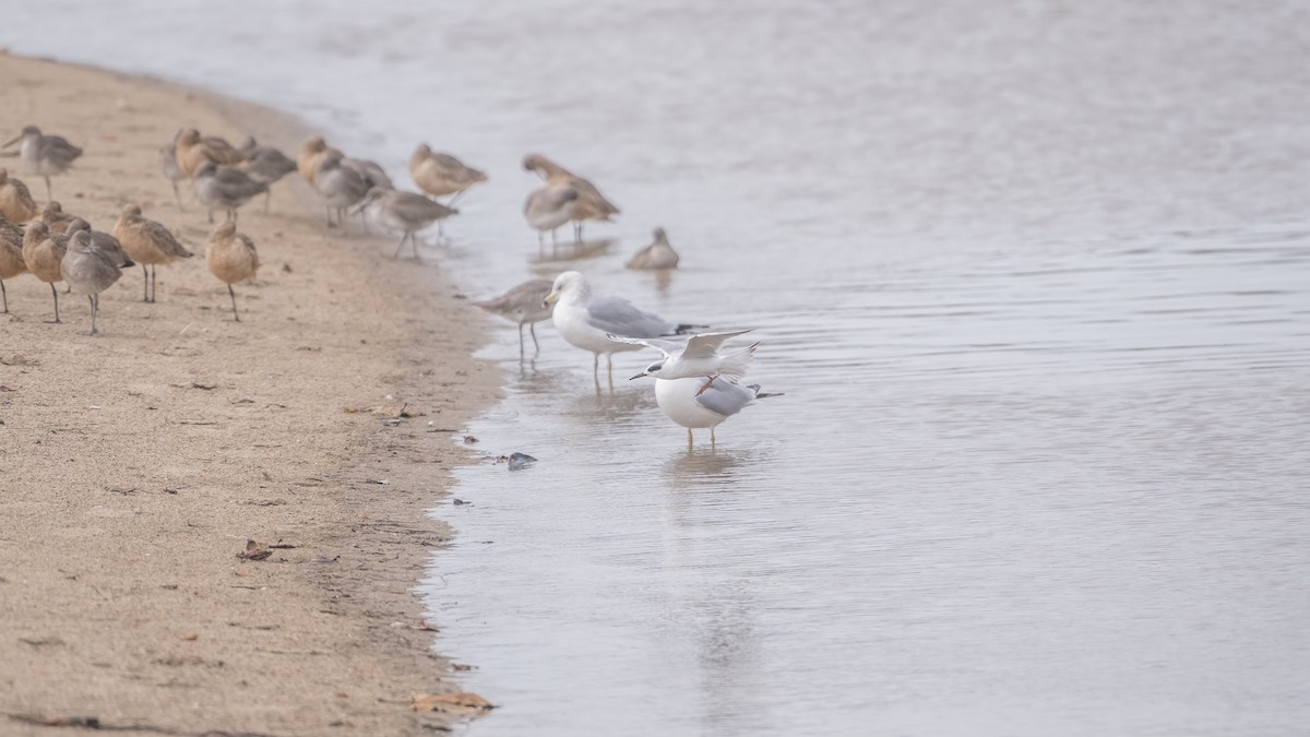 Forster's Tern - ML647539148