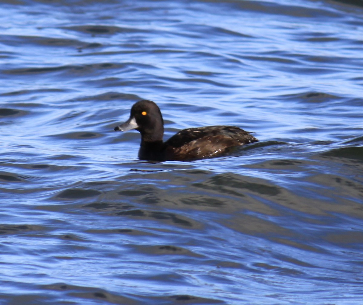 New Zealand Scaup - ML647539161