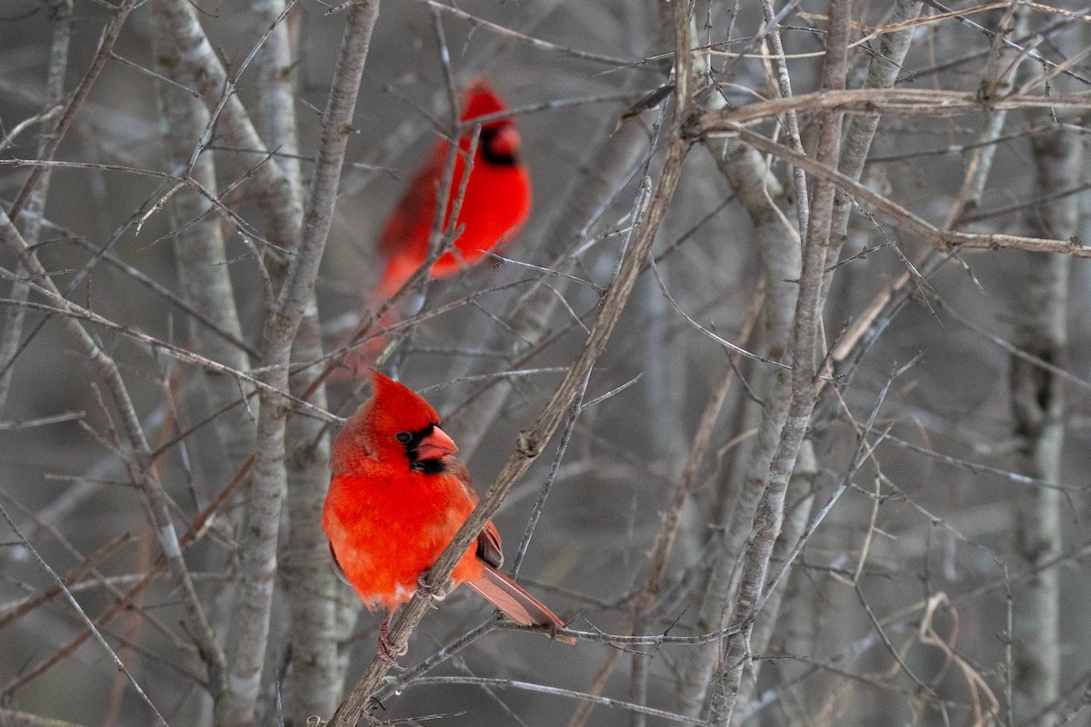 Cardinal rouge - ML647539178
