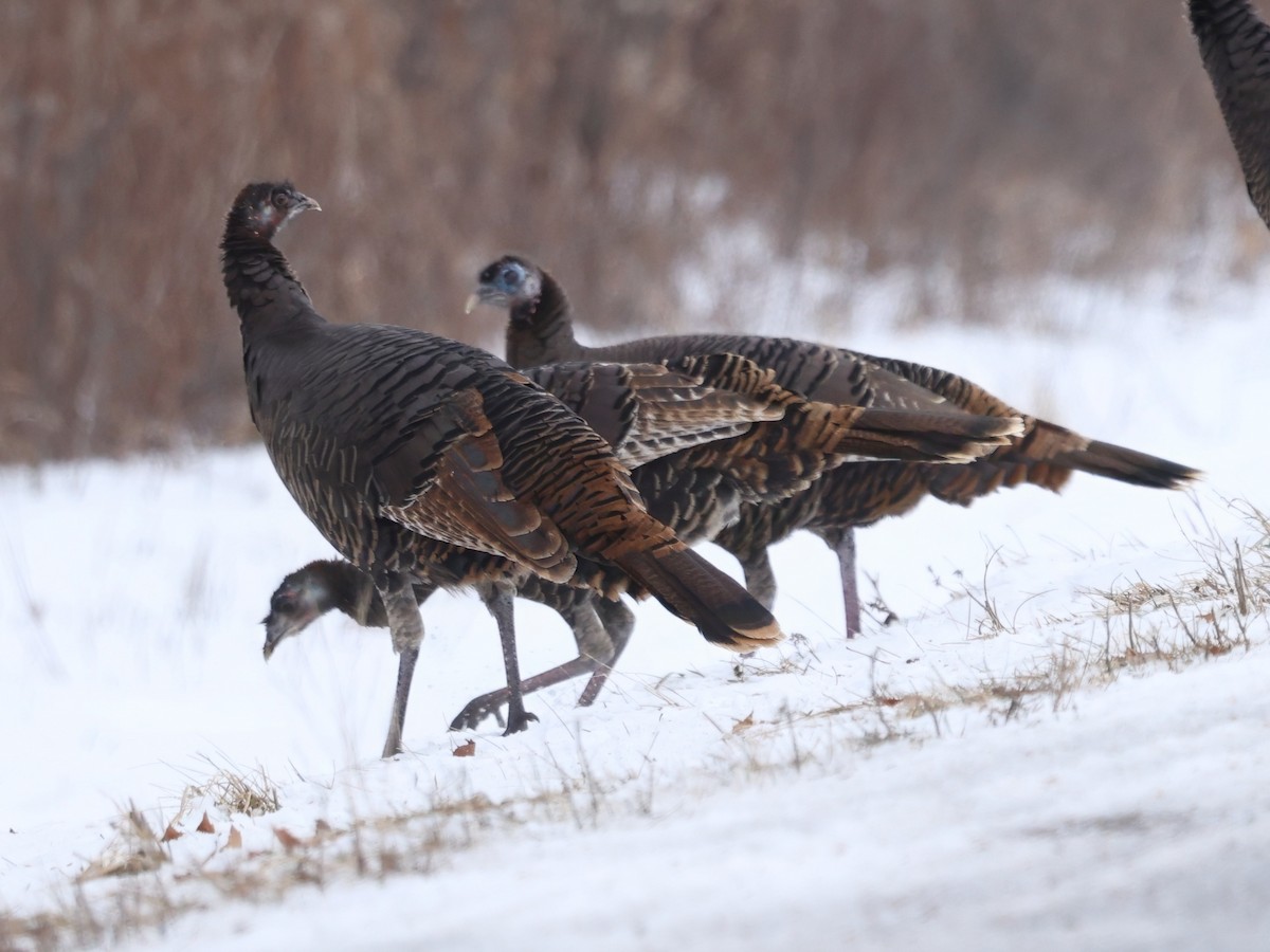 Wild Turkey - ML647539192