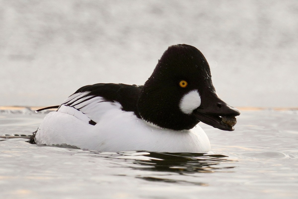 Garrot à oeil d'or - ML647539194