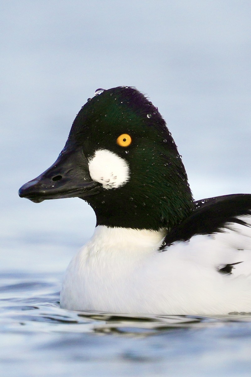 Garrot à oeil d'or - ML647539195