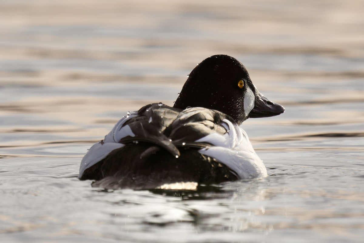 Garrot à oeil d'or - ML647539196